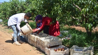 Gaziantep’in İslahiye İlçesinde şeftali hasadı başladı