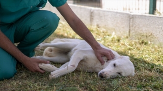 Mersin’de ağzında yaralar bulunan sahipsiz köpek tedavi edildi