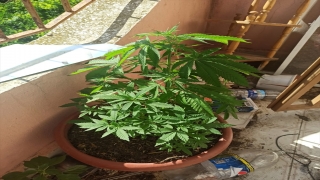 Hatay’da evinin balkonunda Hint keneviri yetiştiren şüpheli yakalandı