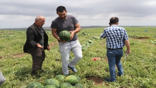 ”Ham karpuz timleri” tarlada denetimde