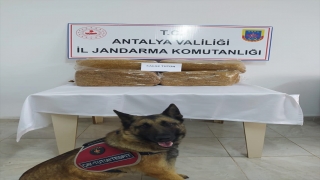 Gazipaşa’da yolcunun bagajında 50 kilogram kaçak tütün ele geçirildi