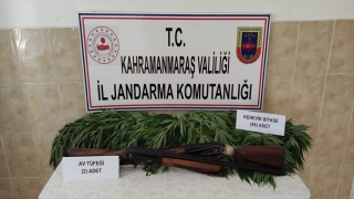 Kahramanmaraş’ta 86 kök kenevir geçirildi