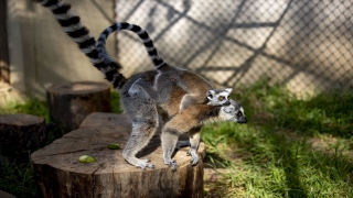 Yavru lemur Antalya Hayvanat Bahçesi’nin yeni ilgi odağı oldu
