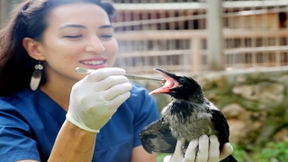 Antalya’da yaralanan kızıl şahin ile yavru kerkenez kuşları tedavi edilerek doğaya bırakıldı