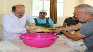 Adana’da anaç balıklardan yumurta sağımı yapıldı