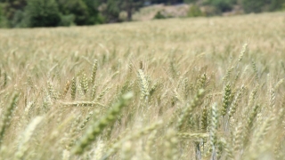 İbradı’da atıl alanlara ekilen buğdayda hasat dönemine yaklaşılıyor