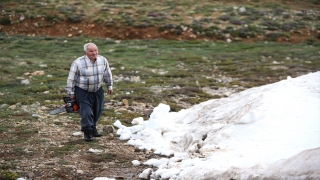 Toros Dağları’ndan hızarla kestiği kar ”bici bici” ve ”karsambaç”a dönüşüyor