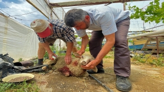 Burdur’da sahipsiz köpeklerin saldırdığı öne sürülen 5 kuzudan biri telef oldu