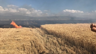 Osmaniye’de anız yangının sıçradığı 40 dekar ekili alan zarar gördü