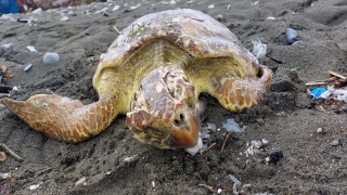 Hatay’da yaralı bulunan deniz kaplumbağası tedaviye alındı