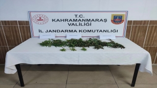 Kahramanmaraş’ta 35 kök kenevir ele geçirildi