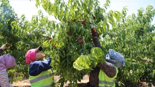 Hatay’da hasadı devam eden şeftalide 4 bin 500 ton rekolte bekleniyor