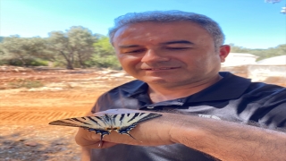 Kaş’ta zebra çatal kuyruklu kelebek görüntülendi