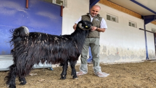 Hayvancılıkta üretim kalitesi ”Hayvan Refahı” uygulamaları ile artacak