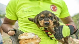 Mersin’de çukura düşen köpek yavrusunu itfaiye ekipleri kurtardı