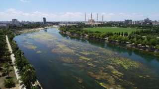 Seyhan Nehri’nde yosun birikintileri oluştu