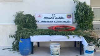 Antalya’da 543 kök Hint keneviri ile 1 kilo 135 gram esrar ele geçirildi