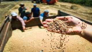 Antalya’da atıl alanlara ekilen ata tohumu buğdaylar hasat edildi