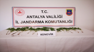 Antalya’da bahçesinde Hint keneviri yetiştirdiği öne sürülen şüpheli yakalandı