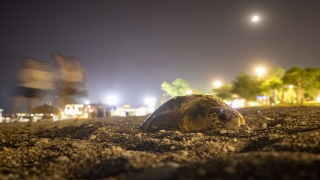 Antalya’da deniz kıyısına çıkan caretta caretta için sahil boşaltıldı