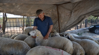 İslahiye’de kurulan pazarlarda kurbanlık satışları başladı