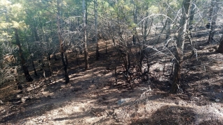 Mersin’de çıkan orman yangını söndürüldü