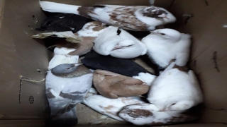Hatay’da güvercin hırsızı suçüstü yakalandı