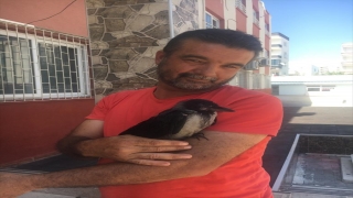 Mersin’de sıcaktan etkilenen kargaya ekmek ve su verildi