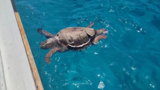 Kaş’ta deniz yüzeyinde ölü caretta caretta bulundu