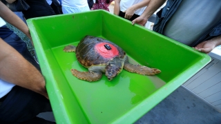 Antalya’da tedavisi tamamlanan caretta caretta uydu takip cihazı takılarak denize bırakıldı