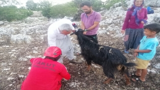 Mersin’de kayalıklarda mahsur kalan 2 keçiyi AKUT ekibi kurtardı