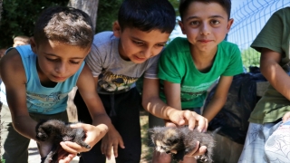 Osmaniye’de anneleri ölen kedi yavrularına imam ve cami cemaatinden şefkat eli