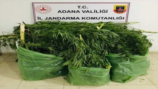 Adana’da mısır tarlasında Hint keneviri yetiştiren zanlı yakalandı