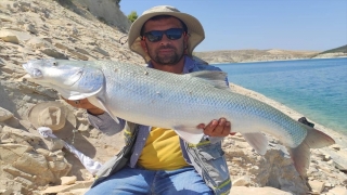 Fırat Nehri olta balıkçılarını sevindiriyor