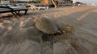 Manavgat’ta caretta caretta yavruları mavi sularla buluşmaya başladı