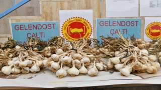 Isparta’nın ”Çaltı sarımsağı” coğrafi işaretle tescillendi
