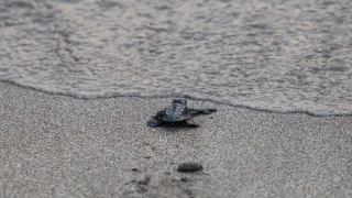 Patara’da caretta caretta yavruları denizle buluştu