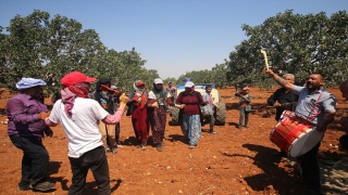 Fıstık bahçelerinde hasat davul, zurna ve halayla başladı