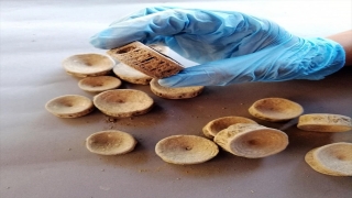 Patara kazı çalışmalarında köpekbalığı ve vatoza ait omurgalar tespit edildi