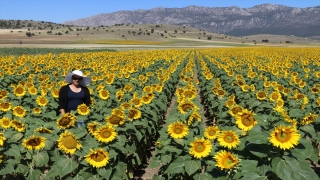 Burdur’un lavanta gibi ayçiçeğiyle de turist çekmesi hedefleniyor