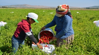 Gaziantep’te tescilli İslahiye biberinin hasadı başladı