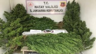 Hatay’da 172 kök Hint keneviri ele geçirildi
