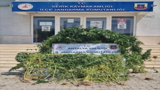 Antalya’da Hint keneviri yetiştirdiği öne sürülen kişi yakalandı