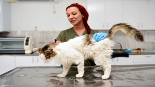 Antalya’da zehirlendiği iddia edilen sahipsiz kedi hayata tutundu