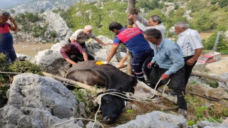 Osmaniye’de kayalığa düşen ineği itfaiye çıkardı