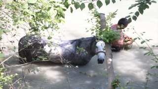 Antalya’da dereye düşen atı, itfaiye ekipleri kurtardı