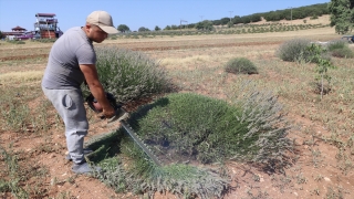 Isparta ve Burdur’un mor bahçelerinde hasat telaşı