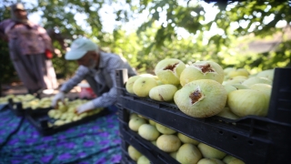 Kahramanmaraş’ın coğrafi işaretli ”Abbas inciri”nde hasat bereketli geçiyor
