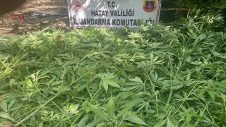 Hatay’da zeytin bahçesinde Hint keneviri yetiştiren 2 şüpheli yakalandı