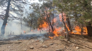 Adana’da çıkan orman yangını kontrol altına alındı